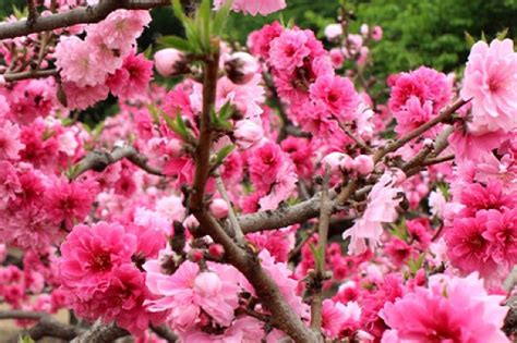 咸池 桃花|咸池桃花是不是不长久？咸池桃花命理解释